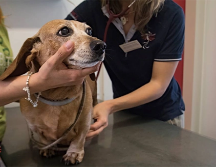Ambientazione cane Clinica Veterinaria La Fenice Mestre