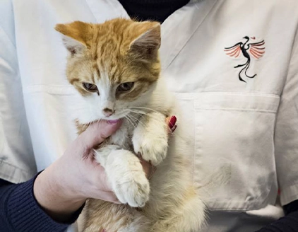 Ambientazione gatto Clinica Veterinaria La Fenice Mestre