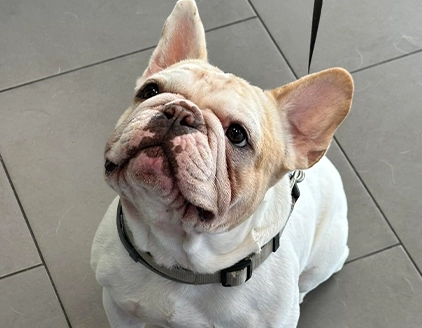 Bulldog Centro Veterinario Riminese