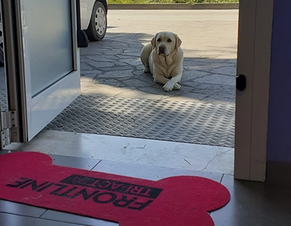 Cane Centro Veterinario Riminese