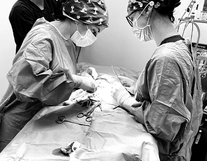 Chirurgia Clinica Veterinaria VetAmico Cuneo