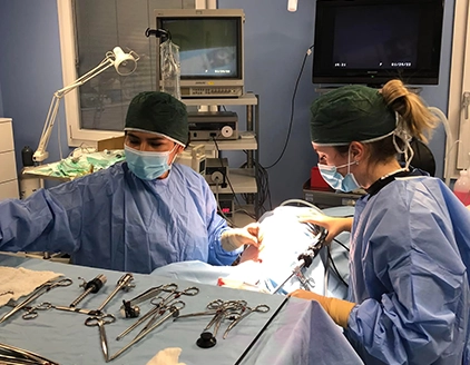 Chirurgia Clinica Veterinaria Croce Azzurra Casteggio