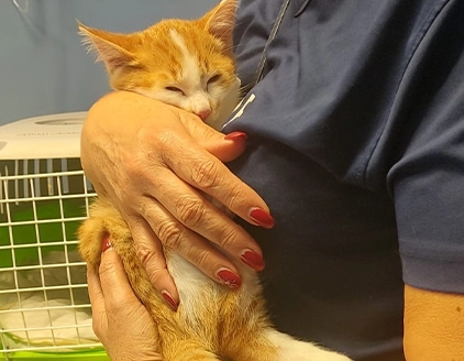 Degenza gatto Clinica Veterinaria Timavo Monfalcone