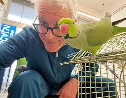 Dottore pappagallo Clinica Veterinaria Verona VetCare