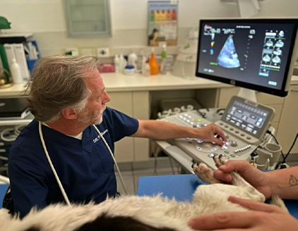 Ecografia Ospedale Veterinario Città di Bergamo