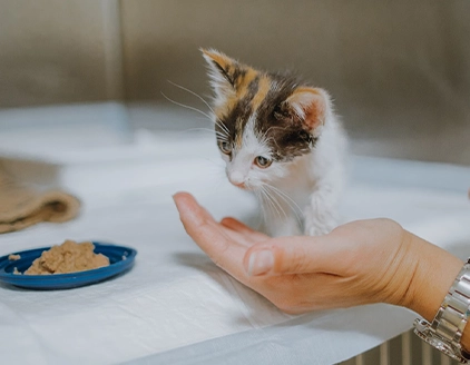 Gatto Centro Veterinario Einaudi Bari