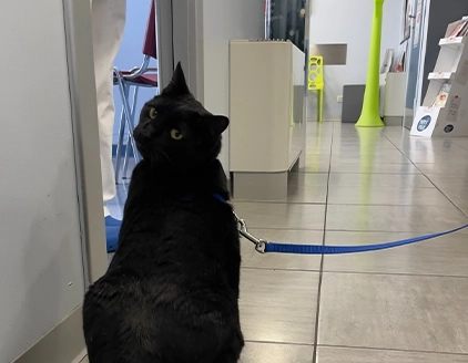 Gatto corridoio Clinica Veterinaria ARS Fiorano