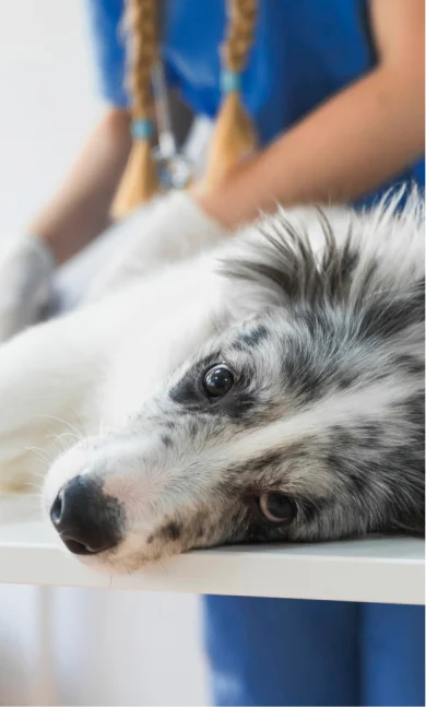 Immagine cane clinica