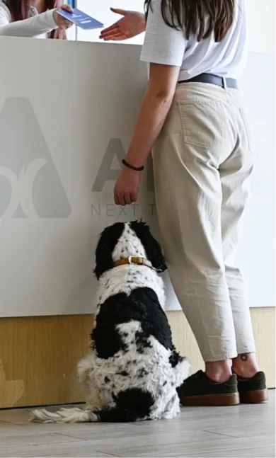 Immagine Animalia