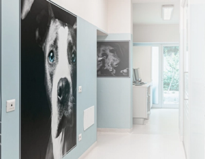 Interno corridoio Clinica Veterinaria Croce Azzurra Empoli