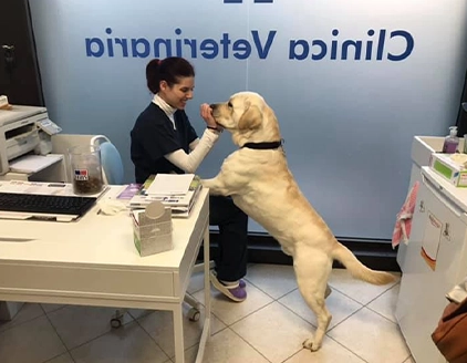 Labrador Clinica Veterinaria Brianzavet
