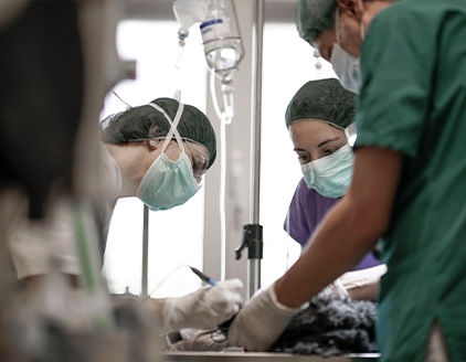 Operazione cane Clinica Veterinaria PetCare Bologna