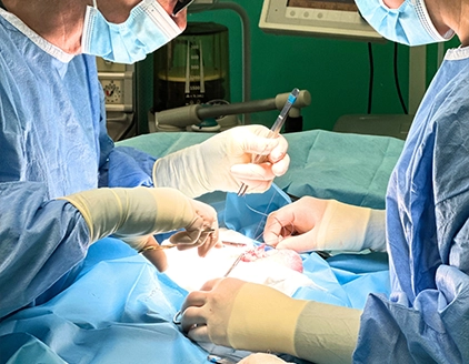 Operazione chirurgica Clinica Veterinaria La Fenice Lucca