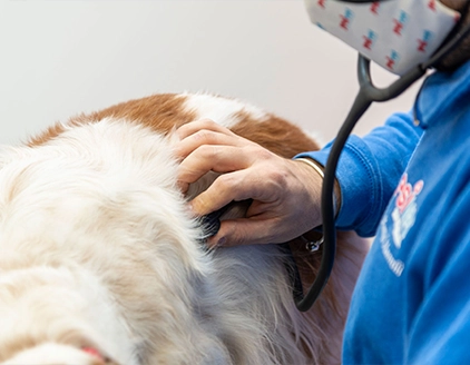 Oscultazione cane Centro Diagnostico Veterinario JesiVet