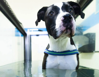 Piscina cane Centro di Riabilitazione Motoria Veterinaria Riabilitaria