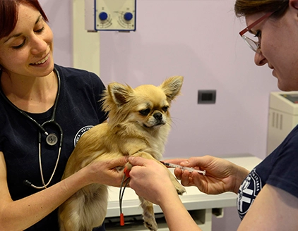 Prelievo cane Ambulatorio Veterinario Borgarello Pino Torinese