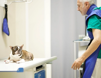 Radiografia cane2 Clinica Veterinaria PetCare Bologna