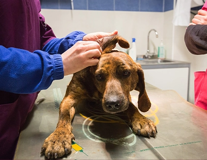 Visita cane Ambulatorio Veterinario San Piero Mugello