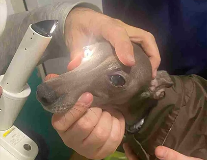 Visita cane Centro Veterinario Guandalini Roma