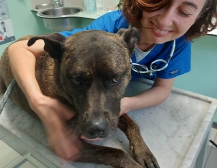 Visita cane Clinica Veterinaria Gaudenzi Pesaro