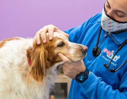 Visita cane2 Centro Diagnostico Veterinario JesiVet