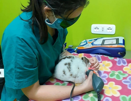 Visita coniglio Clinica Veterinaria Clinac Genova