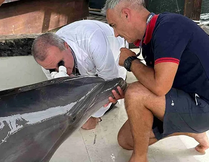 Visita delfino Centro Veterinario Guandalini Roma