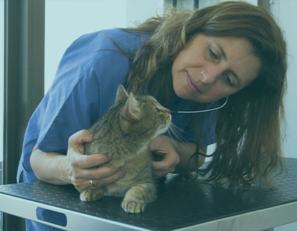 Visita medica gatto Clinica Veterinaria Bolzano