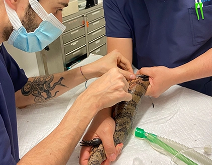 Visita rettile Clinica Veterinaria Modena Sud
