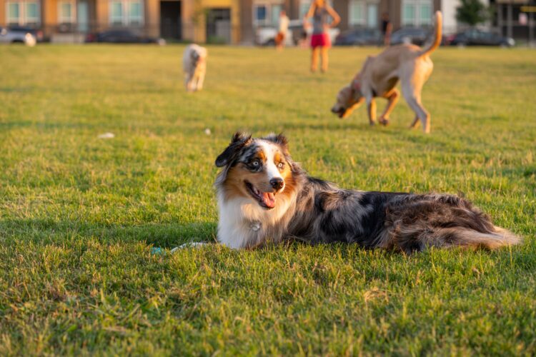 Colpo di calore nel cane e nel gatto: come riconoscerlo, cosa fare e come prevenirlo