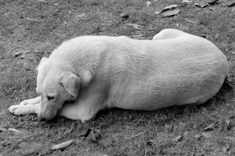 Abbandono degli animali in estate: un fenomeno che possiamo fermare